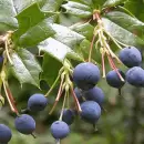 La "fruta milagrosa" de la Patagonia que combate el Alzheimer, es anti-envejecimiento y previene la obesidad