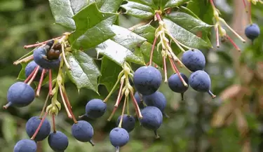 calafate fruto 1