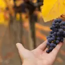 El vi�edo escondido en Buenos Aires que le rinde homenaje a Mendoza