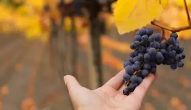 El vi�edo escondido en Buenos Aires que le rinde homenaje a Mendoza