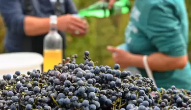 vino organico y uvas