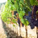 Productores alertan por la grave situaci�n y falta de rentabilidad en la industria del vino
