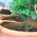 El incre�ble truco casero para hacer abono de f�sforo y potasio casero para mejorar tus �rboles frutales