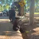 ACTUALIZACI�N: Grave accidente de un micro en el Parque General San Mart�n: el chofer muri� por el impacto