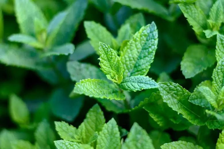menta