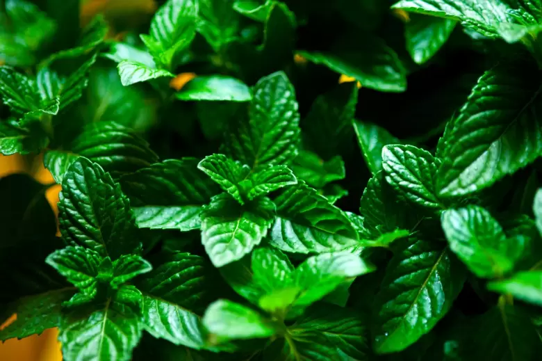 menta