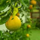 Aseguran que el hierro es bueno para el limonero de tu jard�n
