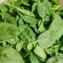 Descubre c�mo utilizar la espinaca para revivir el limonero de tu jard�n