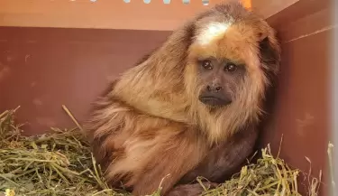 traslado animales