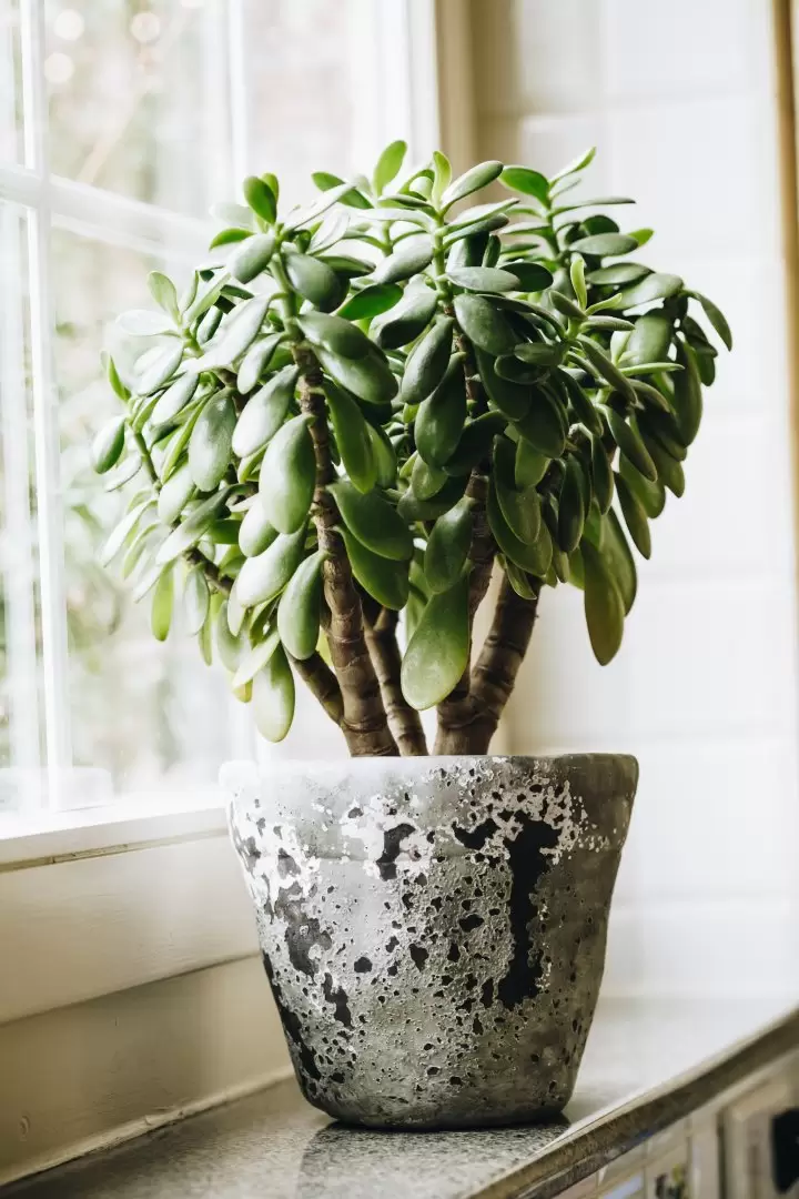 ÁRBOL DE JADE