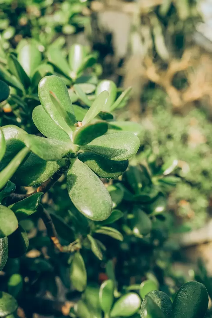 Árbol de jade: cuidados