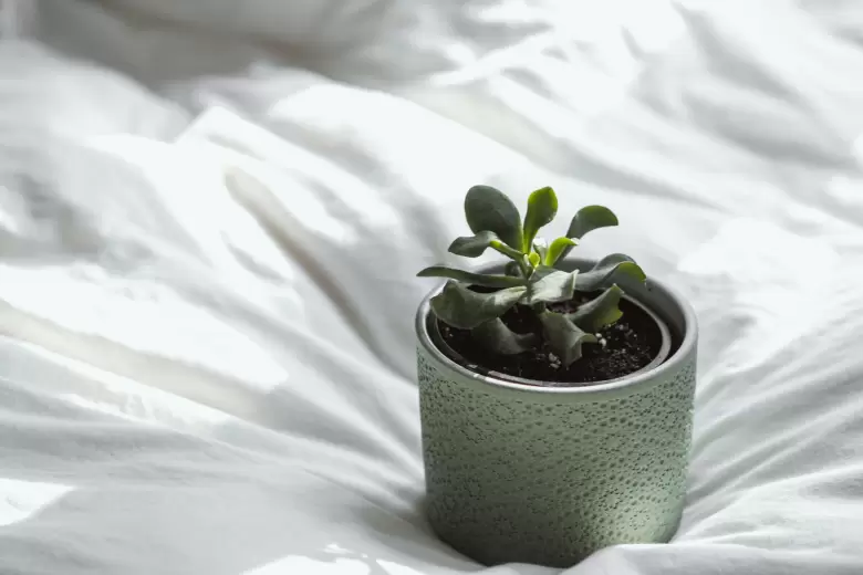 Pequeño árbol de jade