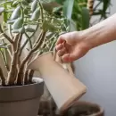�Conoc�as el poder del �rbol de Jade? Los cuidados de la planta de la buena suerte y c�mo multiplicarla