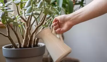 regar arbol de jade