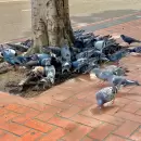 C�mo ahuyentar palomas de tu casa sin lastimarlas: trucos efectivos, seg�n expertos