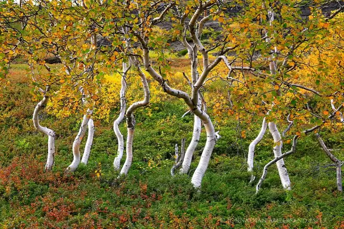 arbol bjork