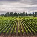Mendoza es la provincia m�s feliz de Argentina para vivir