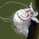 As� es el truco casero para quitar la cochinilla algodonosa de los �rboles frutales del jard�n