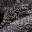 Nueva esperanza: Comenzó en Uspallata una campaña para conservar al enigmático gato andino