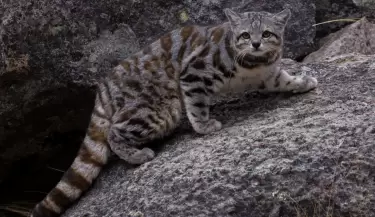 gato andino