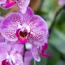 Descubre el truco casero con solo 2 ingredientes para que las orqu�deas florezcan