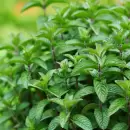 Conoce las plantas arom�ticas para eliminar las chinches del jard�n