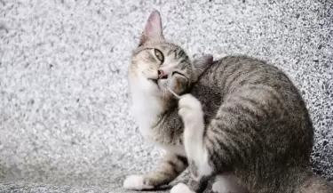gato