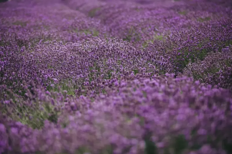 lavanda