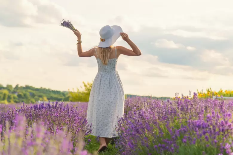 lavanda
