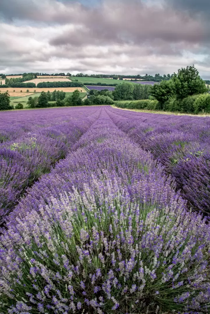 lavanda