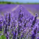 Descubre el truco casero para evitar que la lavanda del jardín se seque