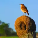 (VIDEO) C�mo construyen sus nidos los horneros