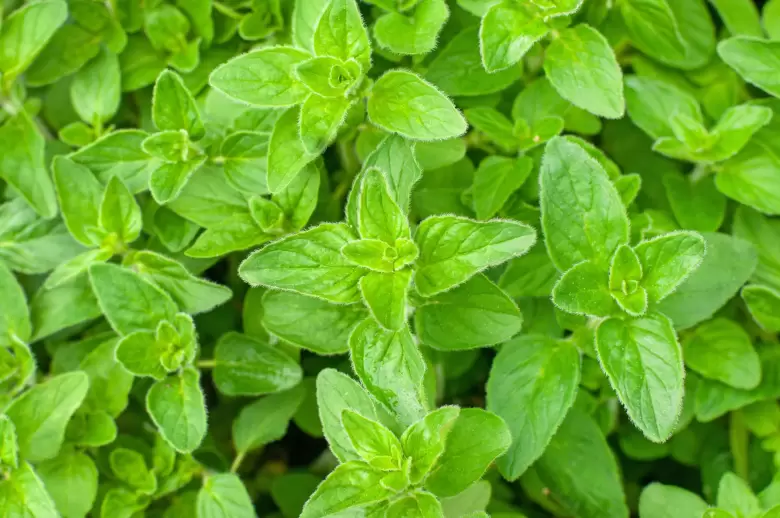 Oregano