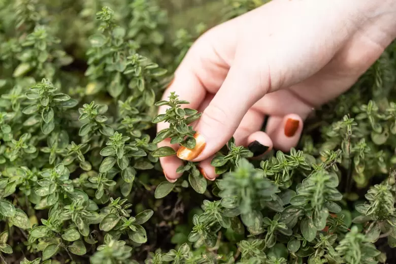 Oregano