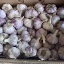 Se abre un nuevo mercado para el ajo mendocino