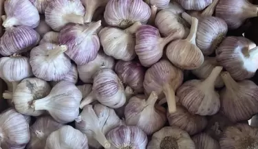 AJO