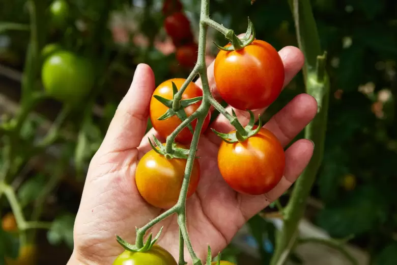 tomate