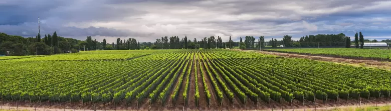 argentina vinas