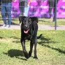 El programa Amor Animal ya llega a todos los barrios de Godoy Cruz