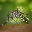 Estos son los ingredientes que necesitas para alejar a los mosquitos de la habitaci�n