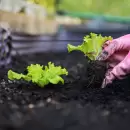 Qu� sembrar en Mendoza en diciembre: gu�a completa para una huerta personal productiva