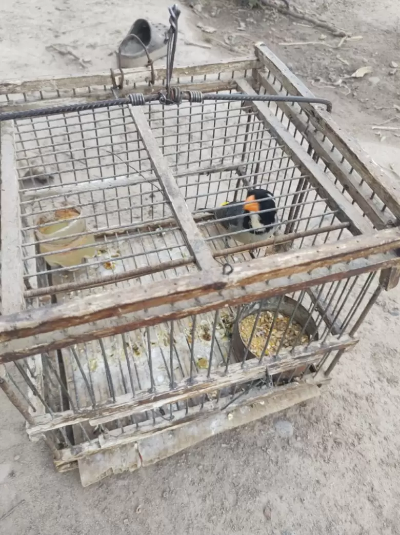 Aves secuestradas