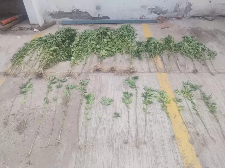 cannabis secuestrado