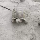 Incre�ble secuestro de una tortuga, aves y plantas de cannabis en Rivadavia