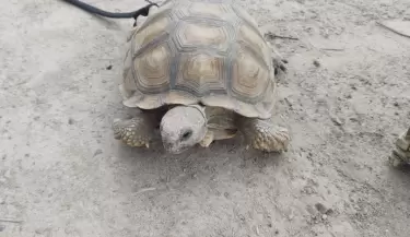 Tortuga secuestrada