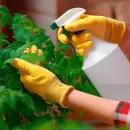 Control de plagas en el jard�n: c�mo cuidar tus plantas sin da�ar el medio ambiente