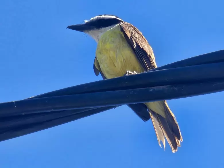 P�jaro Benteveo