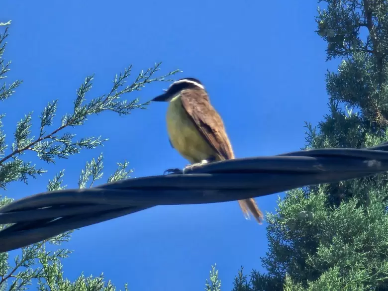 P�jaro Benteveo