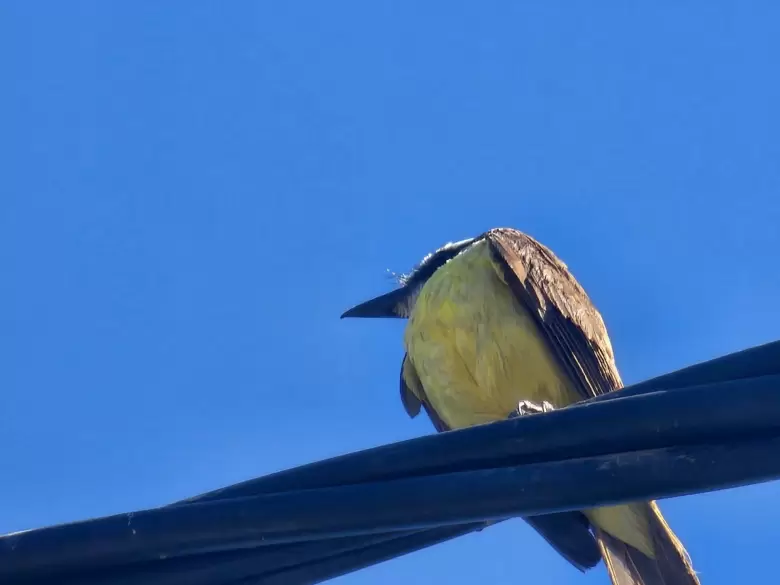 P�jaro Benteveo