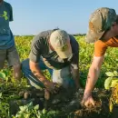 Para el 70% de los productores, la Argentina está mejor, pero sus empresas no lo reflejan